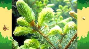 День в Шишкином Лесу. Совинформ. Царица леса