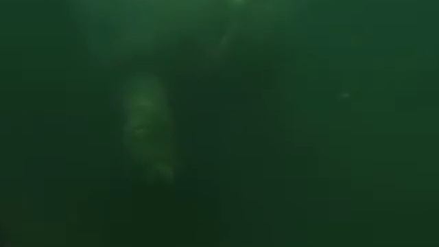 Зоопарк в Берлине. Бегемоты!! смотреть онлайн