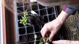 Долихос.  Как рассадить проросшую рассаду?