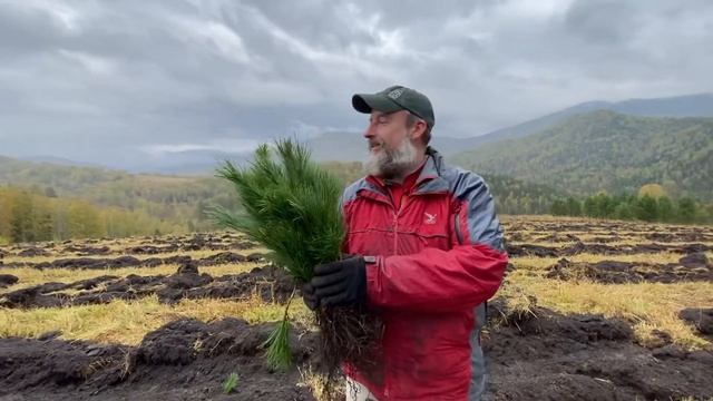 Посадка 30 000 кедров на Алтае в 2021 году смотреть онлайн