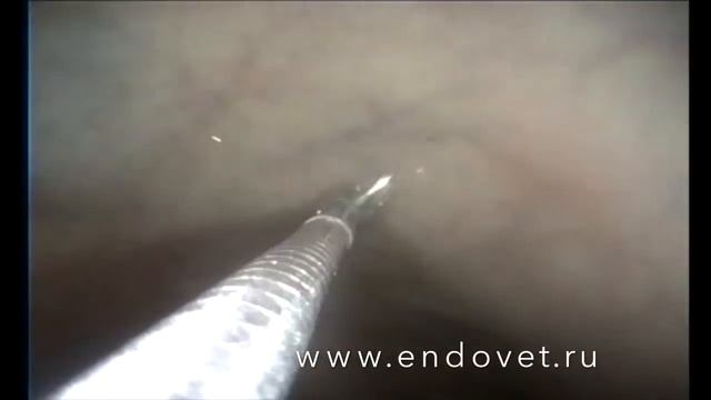 Иголка в желудке у кошки, удаление смотреть онлайн