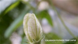 calabash_flower 1