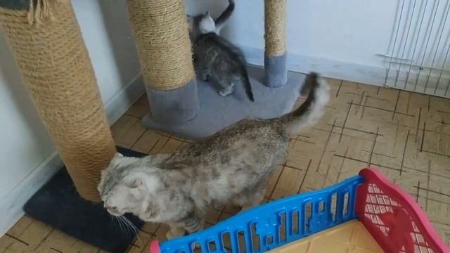 ШОТЛАНДСКИЕ КОТЯТА БЕСЯТСЯ ? СМЕШНЫЕ КОТЯТА СКОТТИШ СТРАЙТ ? ПРИКОЛЫ С КОТЯТАМИ 2020