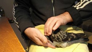 "Вертячка" 1. Больной голубь...