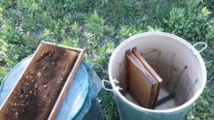 КАКИЕ РАМКИ ЛУЧШЕ СТАВИТЬ В ЛОВУШКУ? ЛУЧШАЯ ПРИМАНКА ДЛЯ РОЯ!