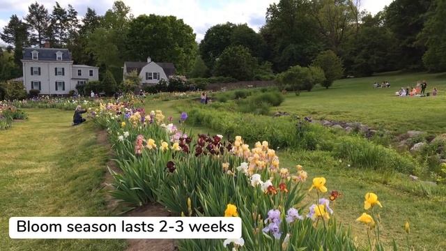 Presby Iris Gardens ~ Irises in Bloom ~ How to care for Irises смотреть онлайн