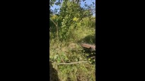 Видео работы корчевателя  ДТ-75, МТЗ 82