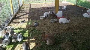 Жизнь Кролика В Вольере.