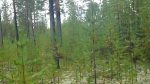 Растут ли подосиновики без осины?