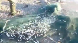 Рыбалка Тугун. Якутия