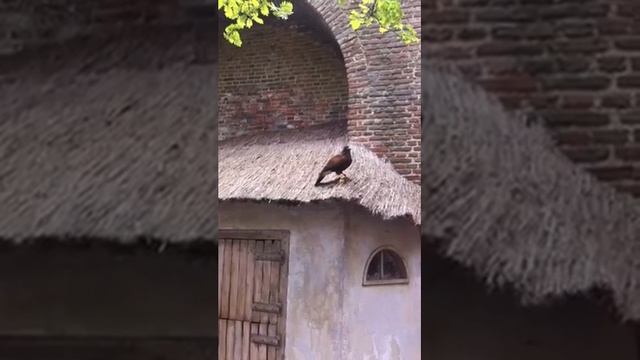 Falcon Wing Strike at Muiderslot Castle Netherlands