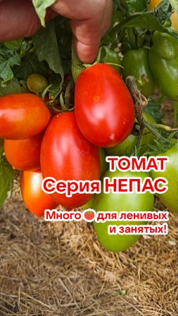 Не покупайте семена томатов! Пока не посмотрите этот видеоролик!