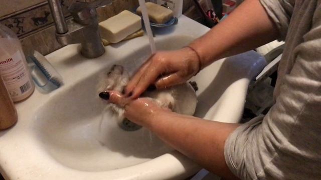 Моем котенка смотреть онлайн