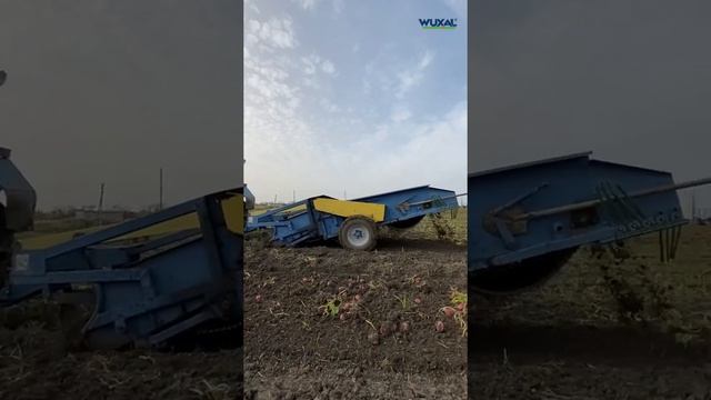 Выращивание картофеля в Краснодарском крае/Технология выращивания картофеля