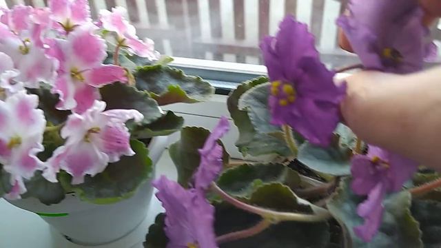 Влог№3. Хорошего вам настроения, друзья🌹💐🥀🌻🌸🌷🏵️🌼🌺🍀🍀🍀 смотреть онлайн