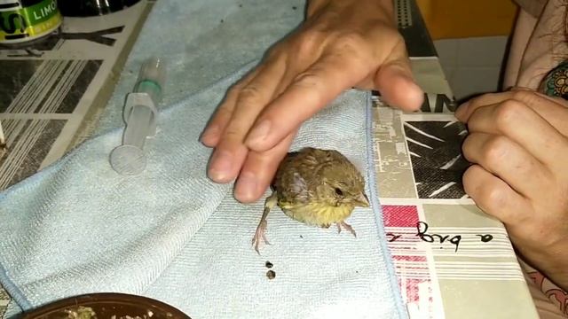 Удивительная птичка, которые нам довелось выкармливать смотреть онлайн