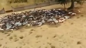 Массовые казни мусульман, в наше время.