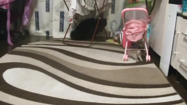 Новый питомец I Первые дни дома | НОВЫЙ ПИТОМЕЦ КРОЛИК КАРАМЕЛЬКА rabbit