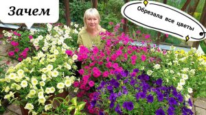 Петунии ЗАЧЕМ ОБРЕЗАЛА Показываю, что получила после обрезки и не обрезанные. Сравниваем.