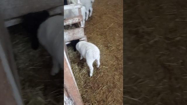 вес ягненка дорпер в 90 дней смотреть онлайн