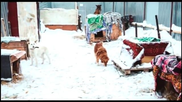 Приют для животных Омские Хвостики (Исправленная версия)