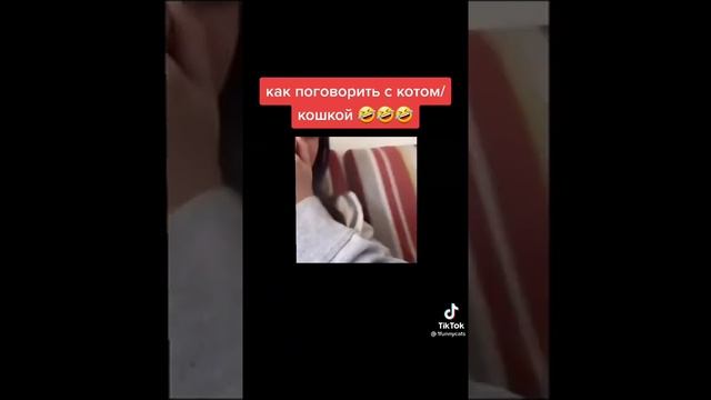 как поговорить с котом