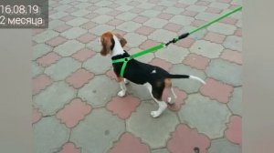 Рост эстонской гончей от 1,5 до 8 месяцев/ The growth of the puppy / Estonian hound