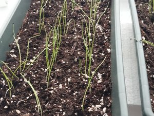 Первые всходы Лука Эксибишен