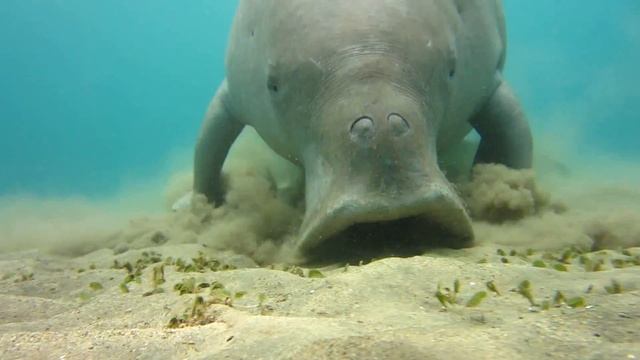 Dugong dugon(sea cow) digging sea grass смотреть онлайн