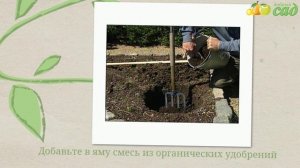 Посадка миндаля - как правильно посадить миндаль