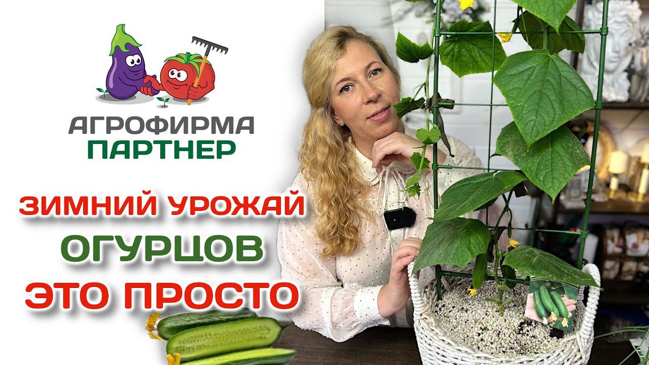 Зимний урожай огурцов это просто