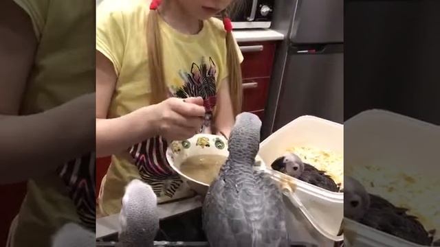 Кормление жако смотреть онлайн