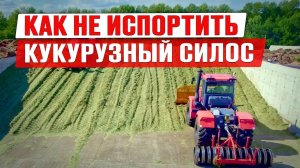 Силос 2024 | Уборка кукурузы на силос | Настройка комбайна | Заготовка силоса | Заготовка кормов