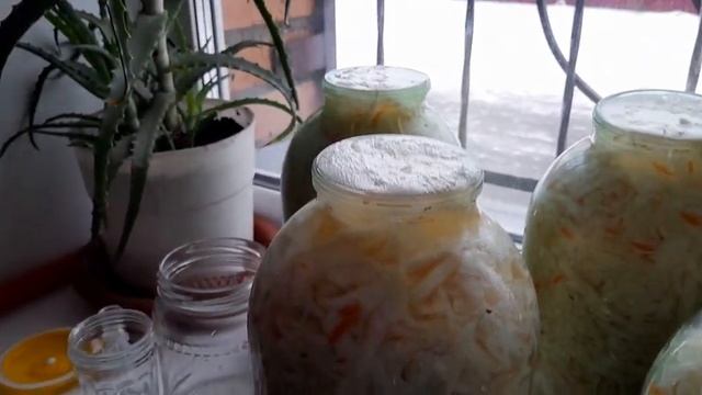 Технология форвакуумной ферментации капусты пробиотиками для восстановления микрофлоры человека. смотреть онлайн