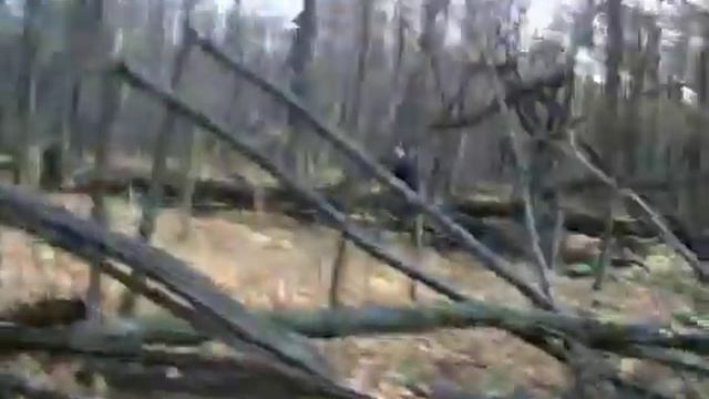 Снежный человек в Российских Лесах