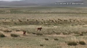 В Бурятской ГСХА создают новый тип калмыцкой породы коров