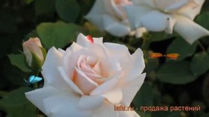 Роза плетистая Свон Лейк (rose swan lake swan lake) ? обзор: как сажать, саженцы розы Свон Лейк