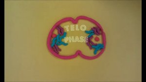 The Process of Meiosis