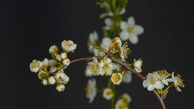 Музыка для медитаций