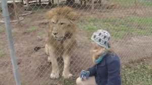 ЛЕВ НАПАЛ НА ЖУРНАЛИСТКУ.