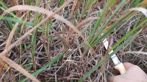 Собираем грибы в степи Крыма!