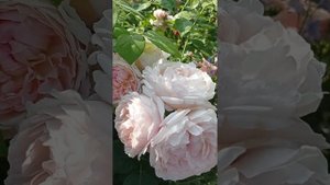 Роза Мария Магдалена и роза-спрей Лидия.???