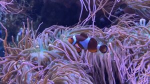 КУБОКОТ?Презентация нового приложения в океанариуме?Тая Скоморохова