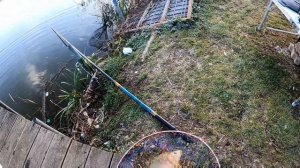 Ловлю зеркальных карпов на куриную печень и кукурузу#낚시 #fishing