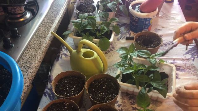 🔵 ПИКИРУЮ БАКЛАЖАНЫ И ПЕРЦЫ! 🔥 смотреть онлайн