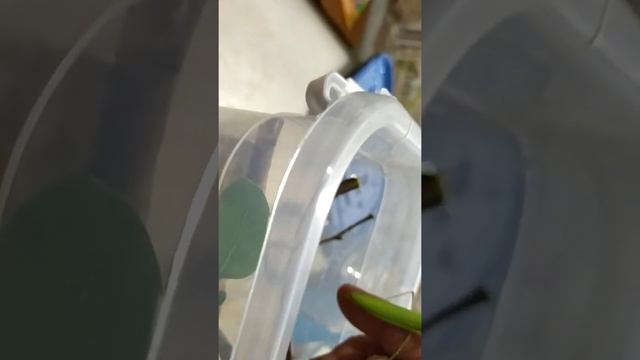 Богомолы спаривания,чуть не съели сначала(1 смотреть онлайн