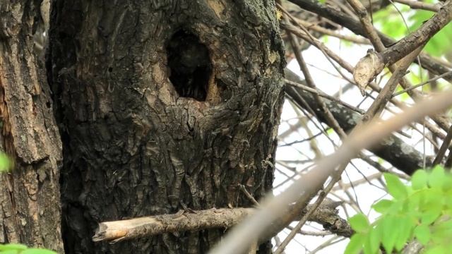 СЕМЬЯ СИНИЧЕК#Шарташ#синички смотреть онлайн