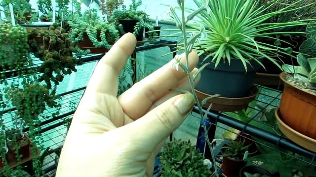 Haworthia limifolia - Haworthiopsis limifolia with an inflorescence of little Flowers смотреть онлайн