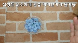 라우이 키우기 Echeveria Laui & 라우이 교배종 알아보기 多肉植物, Korean succulents