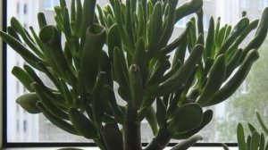 ДЕНЕЖНОЕ ДЕРЕВО : КАК  ВЫРАЩИВАТЬ КРАССУЛУ  #ТОЛСТЯНКА #БОНЗАЙ #krassula #succulent #oldenburgru#75